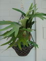 Elkhorn Fern